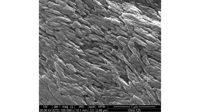 SEM-Micrograph Showing the Microstructure of a Natural Clinoptilolite (zeolite)