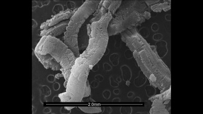 Scanning Electron Microscopy (SEM) Micrograph of Expanded Graphite