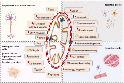 Molecular Mechanisms Responsible for Altered Mitostasis in Amyotrophic Lateral Sclerosis