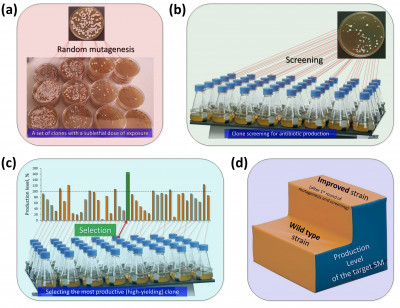 Classical Strain Improvement for Antibiotic Production in Fungi