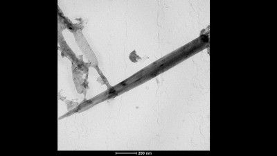 Transmission Electron Microscopy (TEM) Micrograph of a Carbon Nanoscroll