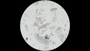 Diatomite: Nature-Gifted Photonic Crystals