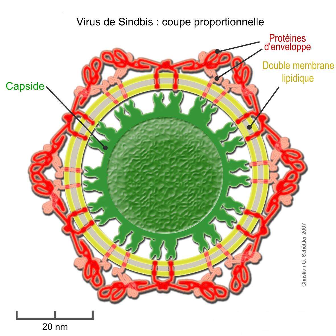 structure du norovirus étiquetée