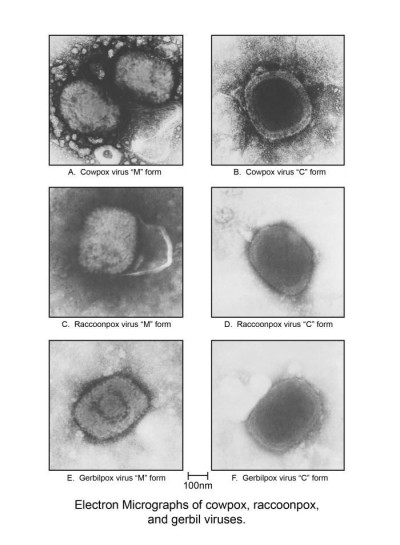 Image of Poxviridae