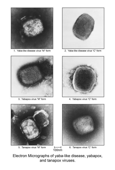 Electron Micrographs of Yaba-like Disease, Yabapox, and Tanapox Viruses