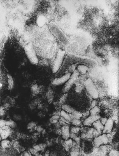 Negative-Sense, Single-Stranded RNA ((-) ssRNA) Flanders Virus