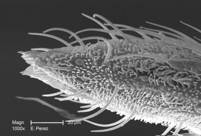 Minute Exoskeletal Details at the Proboscis Tip of a Mosquito