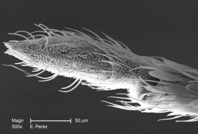 Minute Exoskeletal Details at the Proboscis Tip of a Mosquito