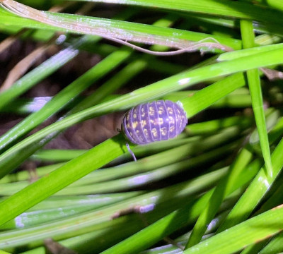 Common Pill Woodlouse