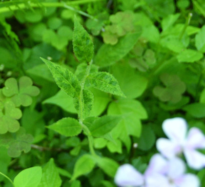 Turnip Mosaic Virus