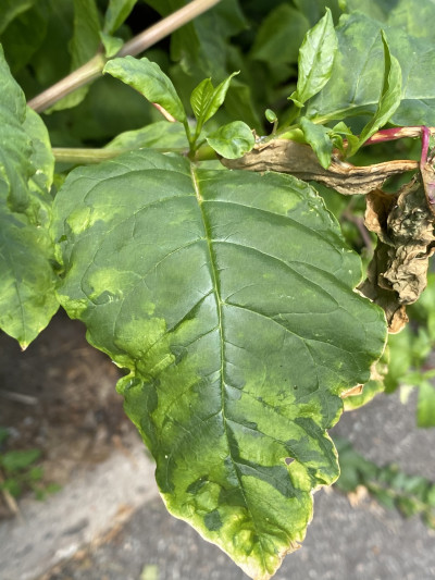 Pokeweed Mosaic Virus