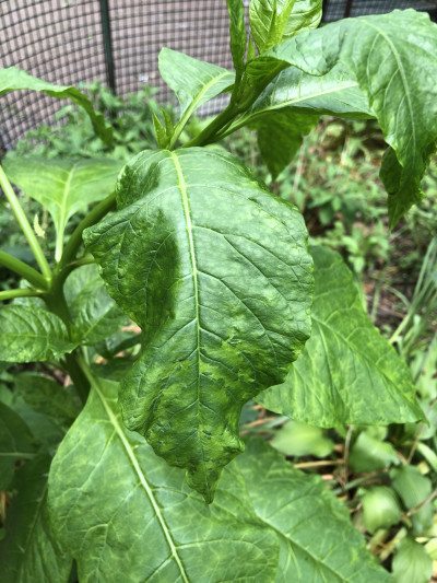 Pokeweed Mosaic Virus Symptom