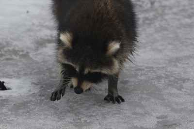 Raccoon with Canine Distemper