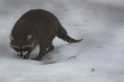 Raccoon with Canine Distemper