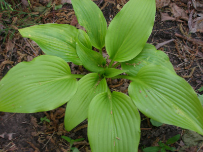 Hosta Virus X