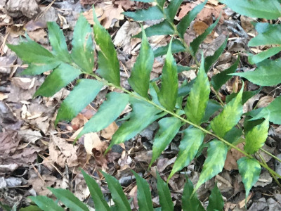 Japanese Holly Fern Mottle Pteridovirus