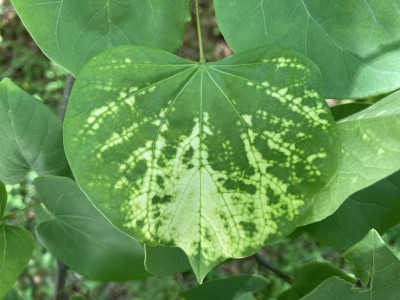 Redbud Yellow Ringspot-Associated Emaravirus