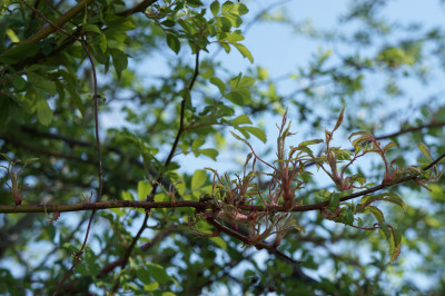 Rose Rosette Disease