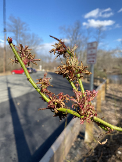 Rose Rosette Disease