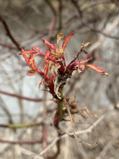 Rose Rosette Emaravirus