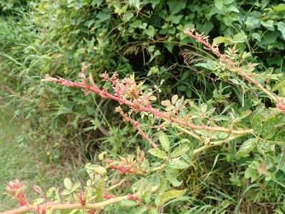 Rose Rosette Disease