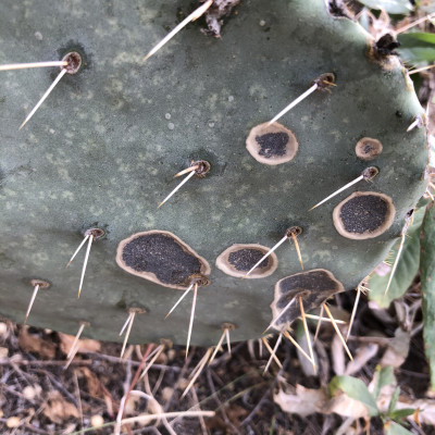 Sammon's Opuntia Virus