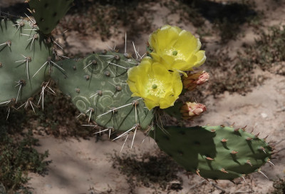 Sammons's Opuntia Virus