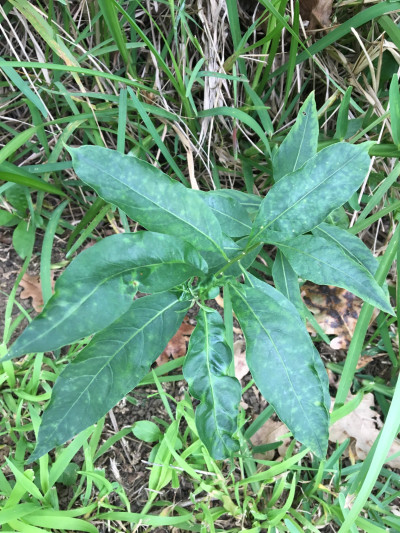 Cestrum Yellow Leaf Curling Virus (CmYLCV)