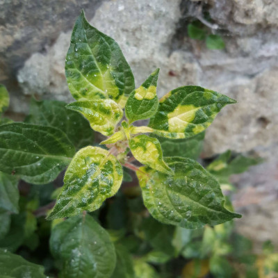 Parietaria Mottle Virus Symptoms