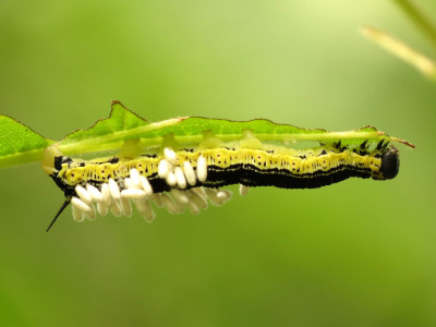 Braconid Wasp Pupae on Catalpa Sphinx