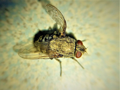 Cluster Flies