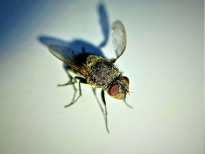 Cluster Flies