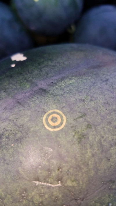 Watermelon Mosaic Virus