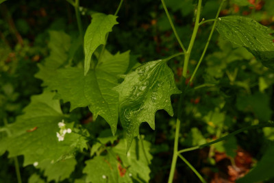 Turnip Crinkle Virus Symptoms