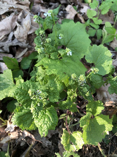 Turnip Crinkle Virus in Garlic Mustard