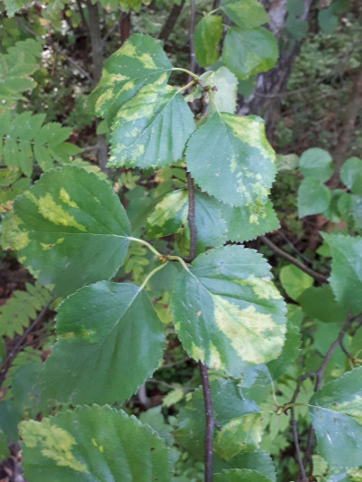 Birch Leaf Roll-Associated Virus