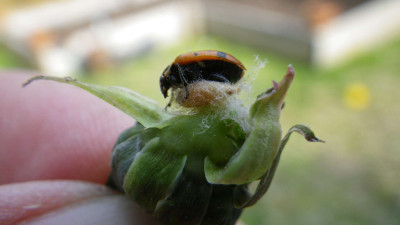 Dinocampus Coccinellae Paralysis Virus Parasitized Lady Beetle