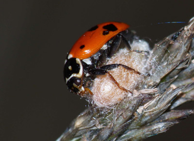 Dinocampus Coccinellae Paralysis Virus