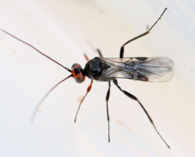 Ladybird Parasitoid Wasp