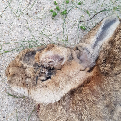 Myxomatosis Virus