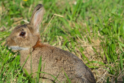 Myxomatosis Virus