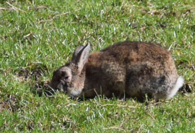 Myxoma Virus in the Rabbit