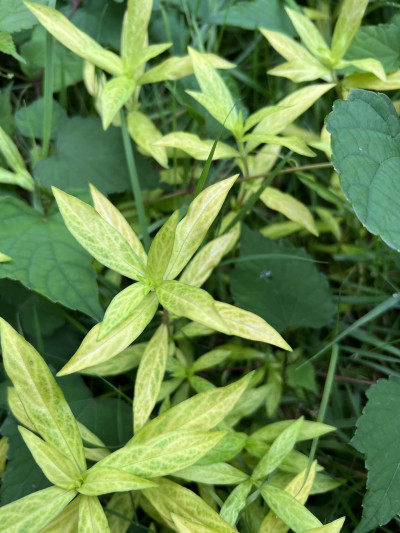 Diodia Vein Chlorosis Virus