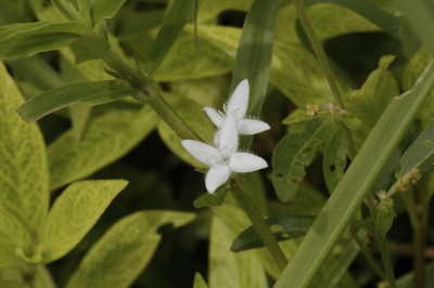 Diodia Vein Chlorosis Virus