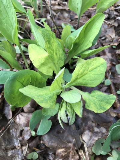 Tobacco Rattle Virus