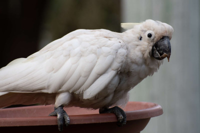 Psittacine Beak and Feather Disease