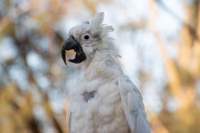 Circovirus in Parrots