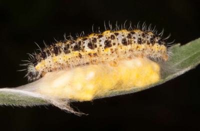 Cabbage White Parasitoid Wasp Bracovirus