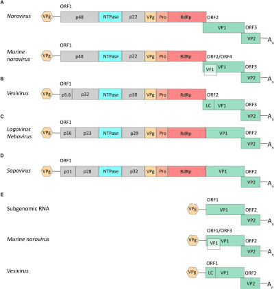 Schematic Representations of Typical Calicivirus Genome Organizations