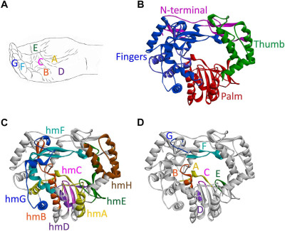 Domains, Motifs, and Homomorphs of a Typical Calicivirus RdRp